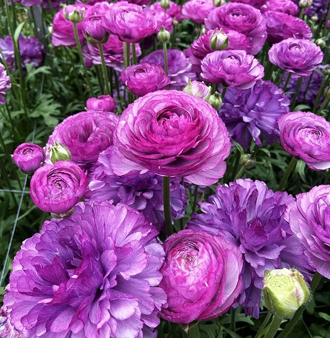 Mixed Peony Ranunculus Bulbs- Persian Buttercup -10 Corms Bulbs Flowering Blooms Perennial Bulbous Root Garden Plant (Purple)