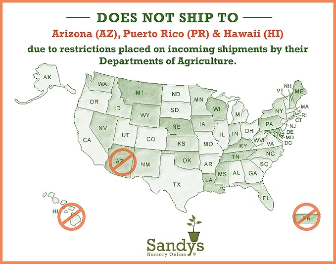 Thuja Green Giant Arborvitae Lot of 20, Quart Pot