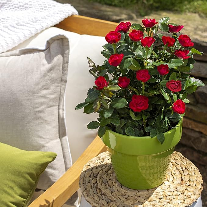 6qt Petite Knockout Red Rose
