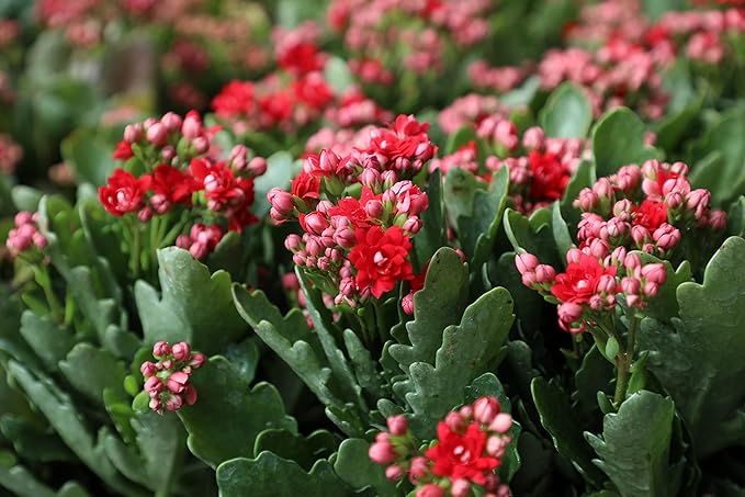 Kalanchoe Live Succulents Plants Live Flowers (3 Pack), Kalanchoe Plant Live Succulent Plants, Kalanchoe Plants Live Indoor Plants Live Houseplants, Fresh Flowers for Delivery Prime by Plants for Pets