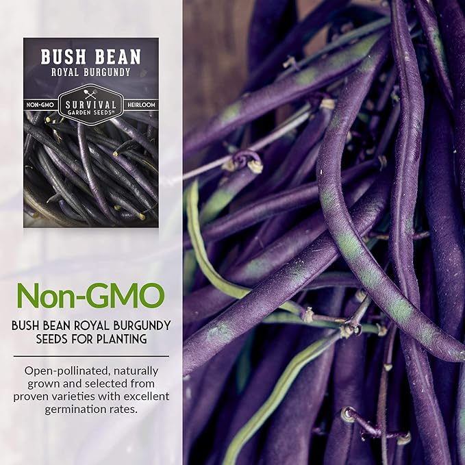Survival Garden Seeds - Royal Burgundy Bean Seed for Planting - 3 Packs with Instructions to Plant and Grow Stringless Purple Bush Beans in Your Home Vegetable Garden - Non-GMO Heirloom Variety