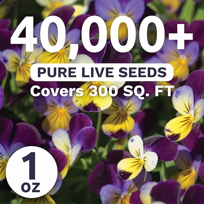 Viola - Johnny Jump-Up - Bulk 1 Ounce Pouch - 40,000 Flower Seeds for Planting - Viola Tricolor