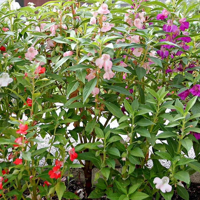 CHUXAY GARDEN 100 Seeds Mix Impatiens Balsamina,Garden Balsam,Rose Balsam, Touch-me-not,Spotted Snapweed Red Pink Purple Lovely Flowers Attractive Annual Ornamental Plant