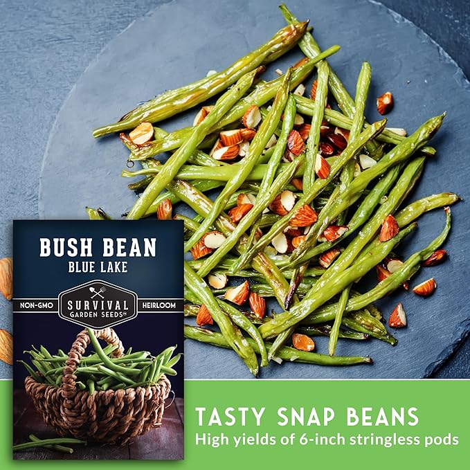 Survival Garden Seeds - Blue Lake Bush Bean Seed for Planting - 2 Packets with Instructions to Plant & Grow Green Stringless Snap Beans in Your Home Vegetable Garden - Non-GMO Heirloom Variety