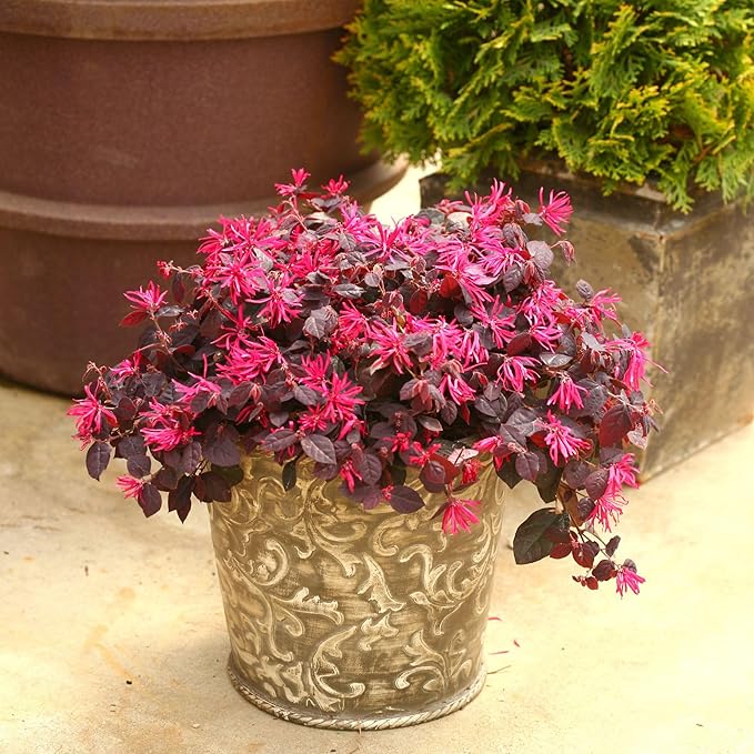 2 Gallon Proven Winners Loropetalum Jazz Hands Pink Shrub