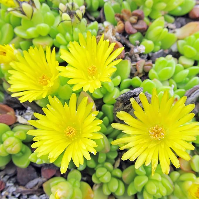 Yellow Ice Plant Seeds Evergreen Ornamental Edible Attract Butterflies Drought Tolerant Ground Cover Rock Garden Outdoor Bed 100Pcs Flower Seeds by YEGAOL Garden