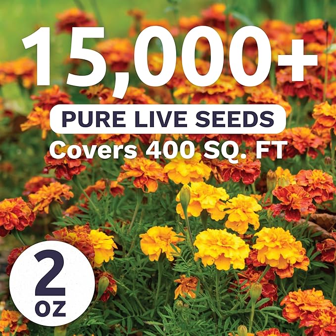 Marigold French Sparky - Bulk 2 Ounce Pouch - 15,000 Flower Seeds for Planting - Tagetes patula