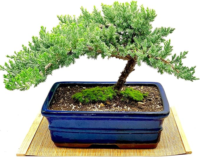 Live Dwarf Juniper Bonsai Tree 12+ Years Old with Bamboo mat| Juniper or Jade Bonsai Tree | Indoor/Outdoor | 100% Handcrafted| Home and Office Décor | Best Gift for Holiday (style3)