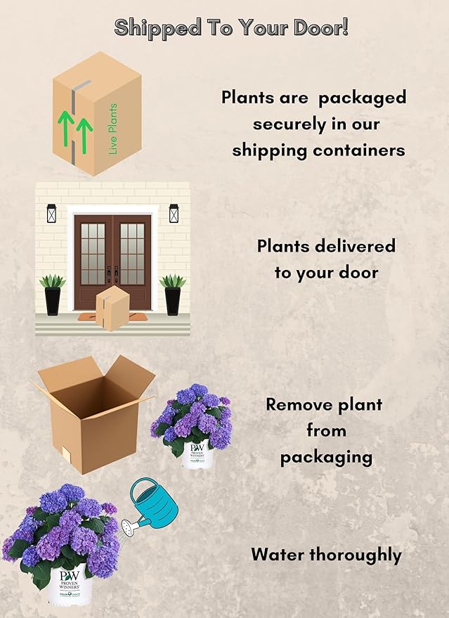 2 Gallon Proven Winners Hydrangea Let’s Dance Rhythmic Blue Shrub