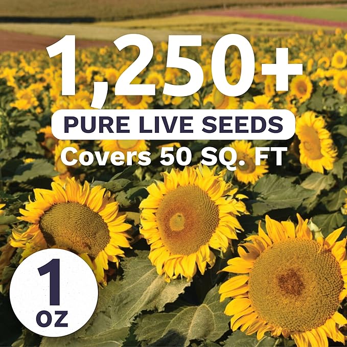 Dwarf Sunspot Sunflower - Large 1 Ounce Packet - 1,250 Flower Seeds for Planting - Helianthus annuus