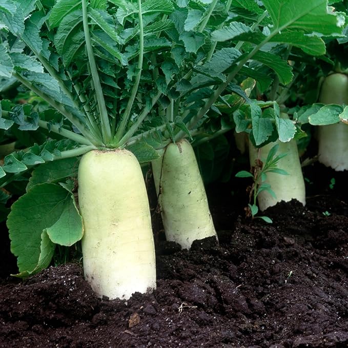Daikon Minowase Radish Seeds for Planting, Over 450 Seeds - Non-GMO, Heirloom - Woods Creek Seeds