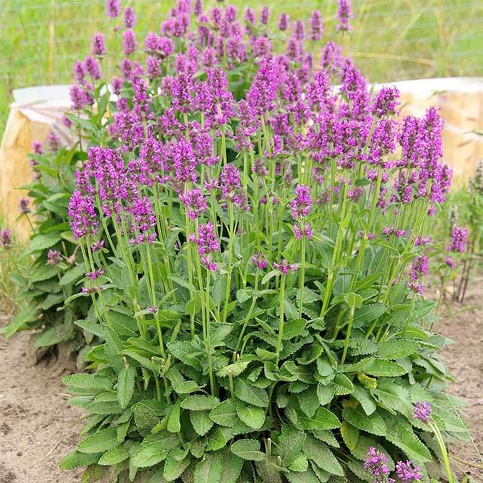 CHUXAY GARDEN 40 Seeds Betonica Officinalis,Common Hedgenettle,Betony,Purple Betony,Wood Betony,Bishopwort,Bishop's Wort Drought Tolerant Flowering Mint Plant Low-Maintenance