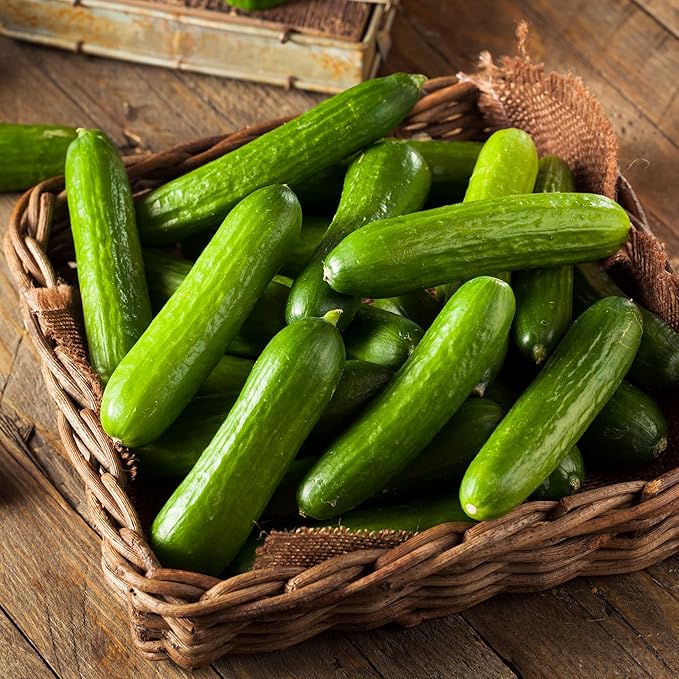 Straight Eight Cucumber Seed for Planting - Over 90 Heirloom Seed Pack - Non-GMO Pickling Cucumber Seeds for Planting Indoors or Outdoors