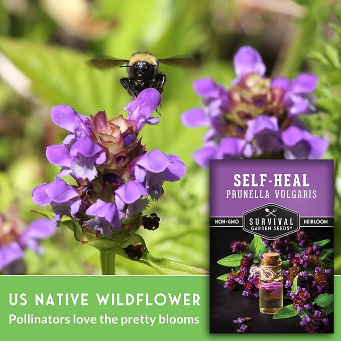 Survival Garden Seeds Selfheal Seed for Planting - 3 Packs with Instructions to Plant & Grow All-Heal Perennial Herb Plants in Your Home Flower & Herb Garden - Non-GMO Heirloom Variety