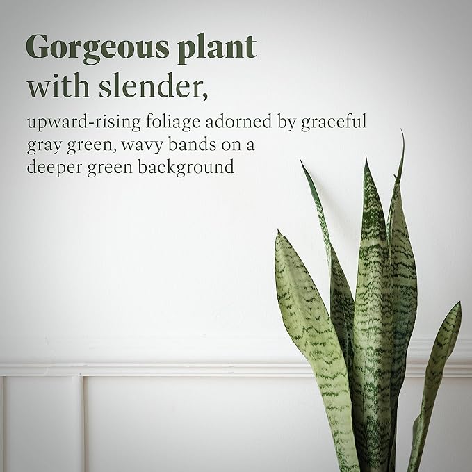 American Plant Exchange Snake Plant, Live Sansevieria Indoor Houseplant, Green Zeylanica, 10-Inch Pot, 2-3ft Tall, Easy Care, Low Light, Large Floor Houseplant for Home, Office & Garden