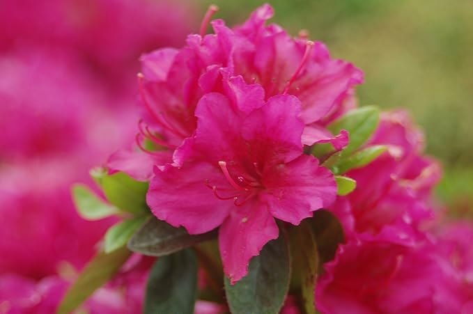 Azalea 'Girard's Fuchsia' (Azalea) Shrub, bright pink flowers, #2 - Size Container