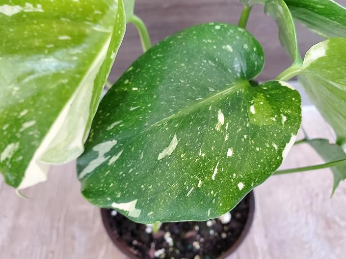 Monstera Thai Constellation 4" Planter - Variegated Monstera Live Plant - 6" to 10" Overall Height - Tropical Plants of Florida