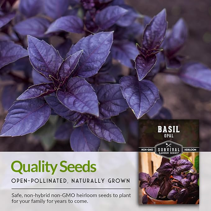 Survival Garden Seeds - Opal Basil Seed for Planting - Packet with Instructions to Plant and Grow Delicious & Unique Purple Basil Herb Plants in Your Home Vegetable Garden - Non-GMO Heirloom Variety