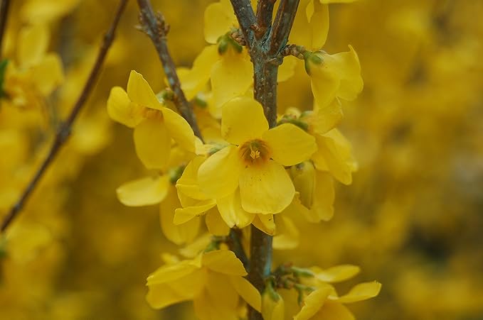 Proven Winners - Forsythia x Show Off (Forsythia) Shrub, yellow flowers, #3 - Size Container