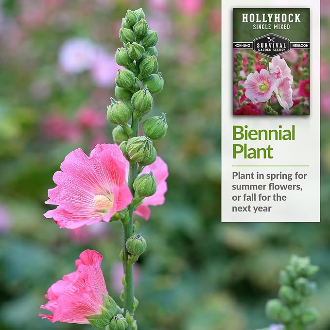Survival Garden Seeds - Single Mixed Hollyhock Seed for Planting - 3 Packs with Instructions to Plant and Grow Colorful Spikes of Flowers in Your Home Vegetable Garden - Non-GMO Heirloom Variety
