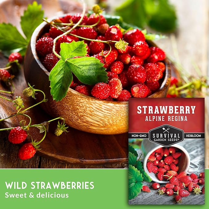 Alpine Regina Strawberry Seed for Planting - 3 Packets with Instructions to Plant & Grow Wild or Woodland Strawberries in The Home Vegetable Garden - Non-GMO Heirloom Variety - Survival Garden Seeds