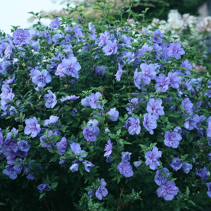 2 Gallon Proven Winners Blue Chiffon Hibiscus Shrub