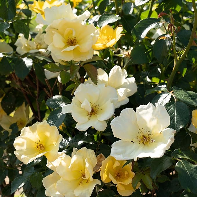 2 Gallon Knock Out Easy Bee-zy Rose Shrub
