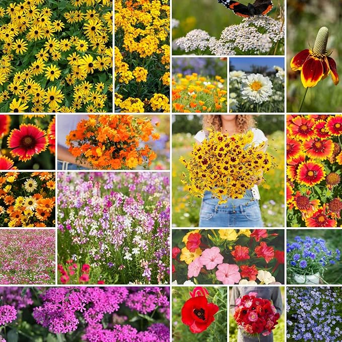 Eden Brothers Dry Area Wildflower Mixed Seeds for Planting, 25 lb, 12,000,000+ Seeds with Cosmos, African Daisy, Blue Flax, Attracts Pollinators, Plant in Spring or Fall, Zones 3, 4, 5, 6, 7, 8, 9, 10