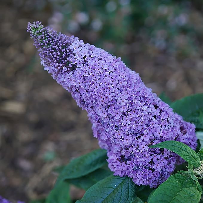 2 Gal. Pugster Ameythst Buddleia Shrub