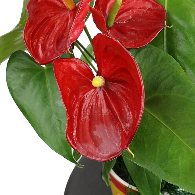 Red Anthurium Live Plant Decor 10-12" in Modern Planter, Plant Lover Gifts for Plant Lovers, Live Plants Indoor Plants Live Houseplants, Real Plants Indoor House Plants Easy Plants by Plants for Pets