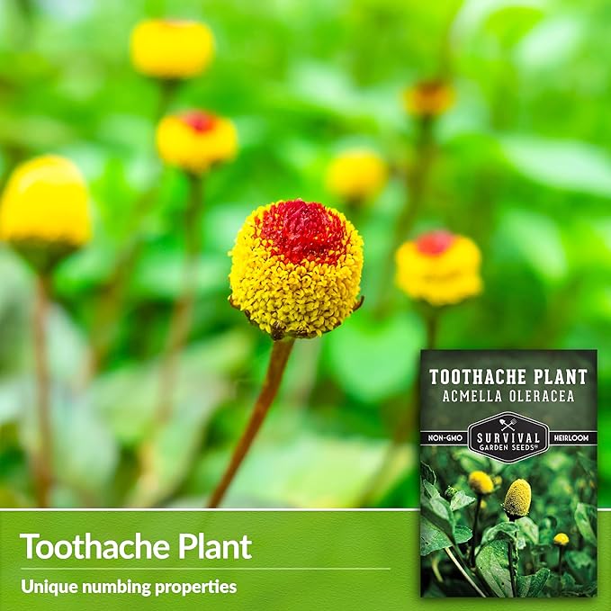 Toothache Plant Seeds for Planting - 3 Packets with Instructions to Plant and Grow Electric Daisy in Your Home Herb Garden - Non-GMO Heirloom Variety - Survival Garden Seeds