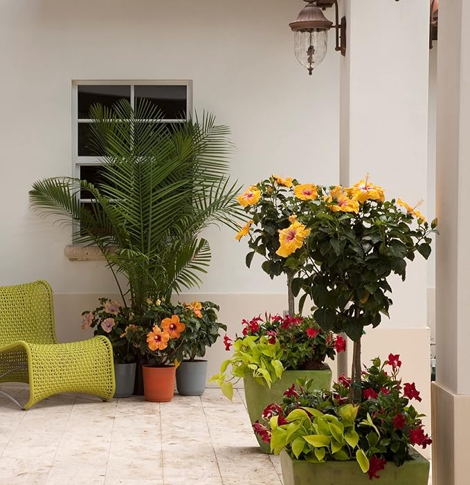 Costa Farms Live Premium Braided Hibiscus, Outdoor Plant Grower's Choice Color, 42-Inches Tall