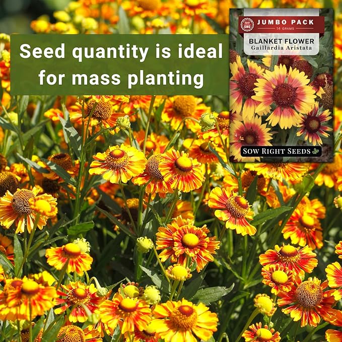 Sow Right Seeds - Bulk Blanket Flower Seeds for Planting - 14 Grams, 5000 Seeds - Non-GMO Heirloom Jumbo Pack to Plant in Your Garden - Perennial Indian Gaillardia - Grow Native Gardens, Adds Color