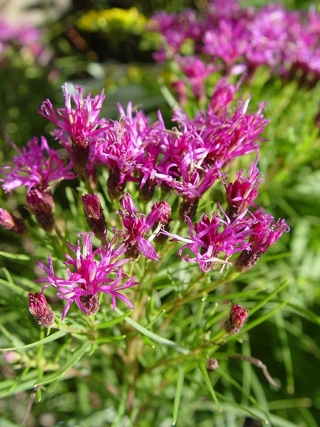 American Beauties Native Plants Vernonia 'Iron Butterfly' (Narrow-Leaf Ironweed) Perennial, 1-Size Container, Purple Flowers