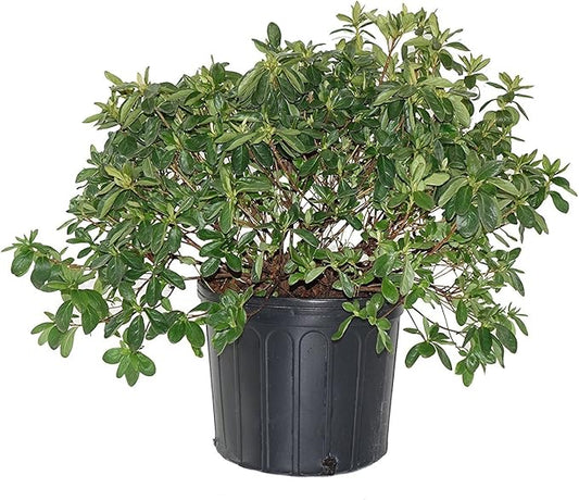 Azalea 'Delaware Valley White' (Azalea) Shrub, white flowers, #2 - Size Container