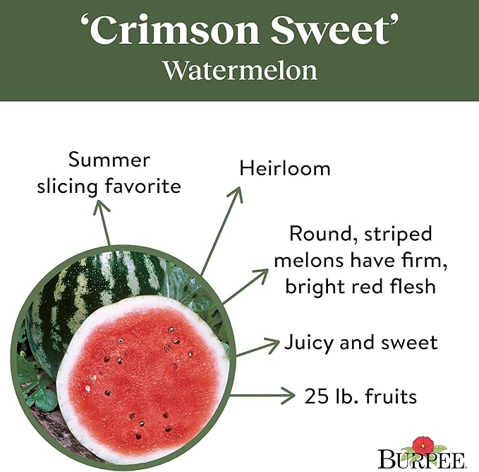 Burpee Crimson Sweet Watermelon Seeds 100 Seeds (Pack of 2)