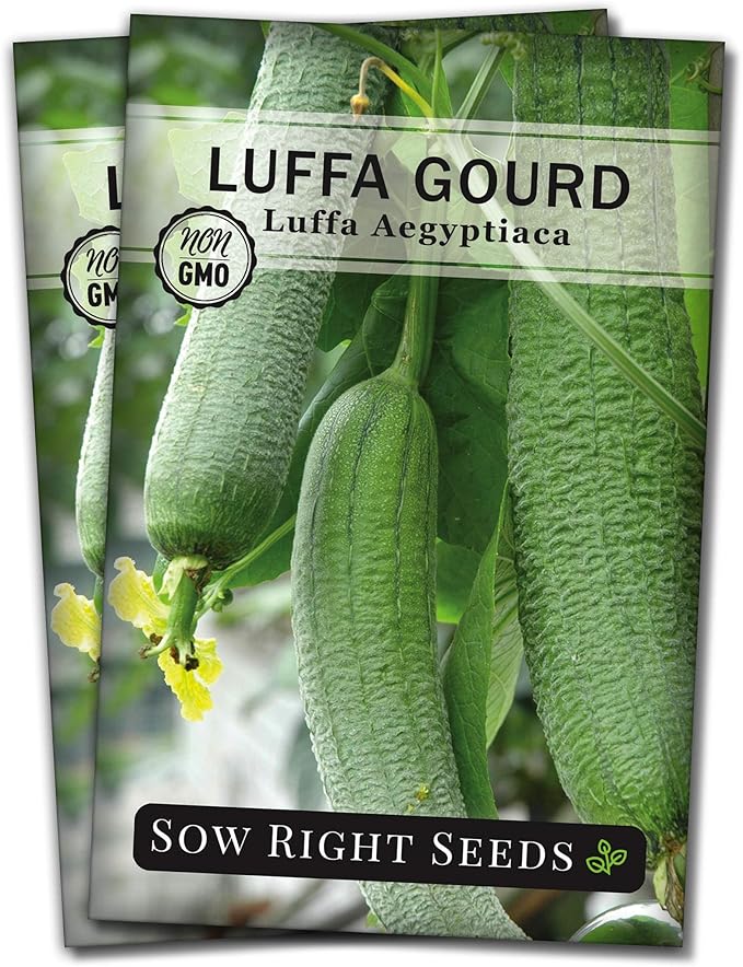 Sow Right Seeds - Luffa Gourd Seed for Planting - Non-GMO Heirloom Packet with Instructions to Plant a Home Vegetable Garden - Grow Your Own Loofah Sponge at Home - Show Off Unique Gourds (2)