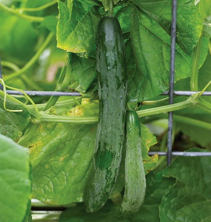 Burpee 'Sweet Success' Slicing Cucumber Seeds, 20 Non-GMO seeds