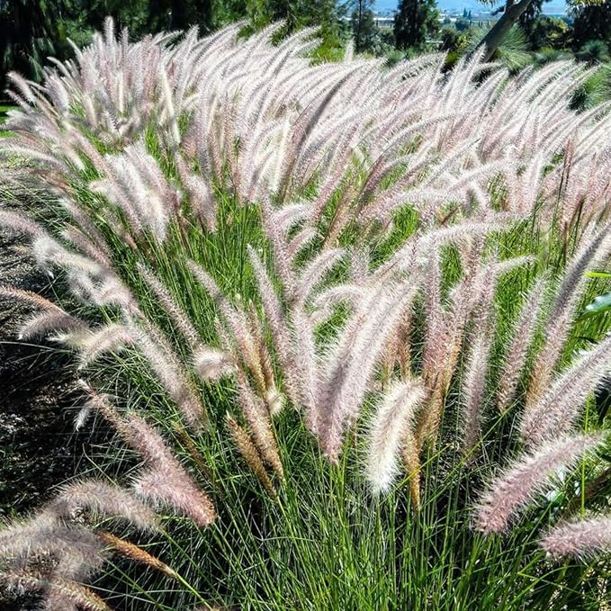 Pack 3 Fountain Grass Plants Live, 5-9 Inch Tall, Ornamental Grasses Live Plants Perennial, Well-Rooted Perennial Grass Clumps (White Fountain Grass)