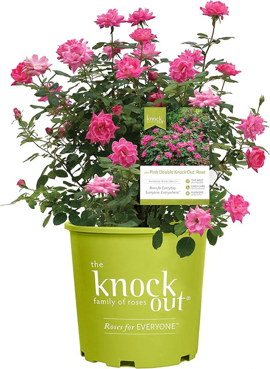 Green Promise Farms Rosa `Double Knock Out` (Reblooming) Rose, 3 Size Container, pink flower