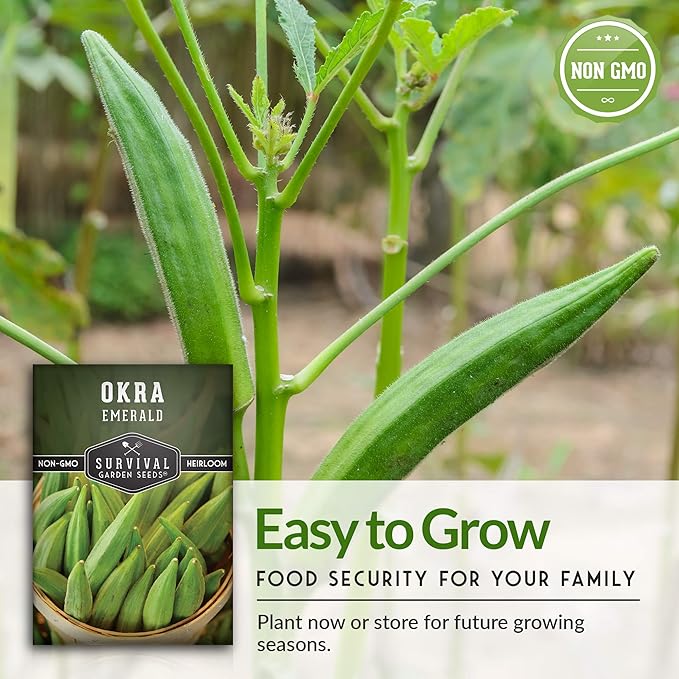 Survival Garden Seeds - Emerald Okra Seed for Planting - Packet with Instructions to Plant and Grow Tender and Large Okra in Your Home Vegetable Garden - Non-GMO Heirloom Variety - 5 Pack