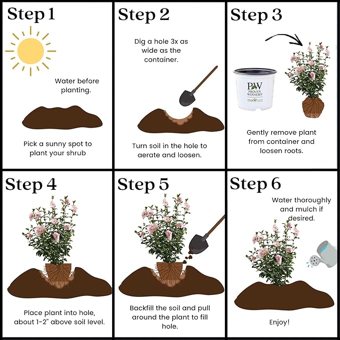 Sugar Tip Hibiscus, 2 Gallon, Blush Pink Blooms