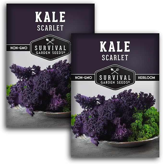 Scarlet Kale Seeds for Planting - 2 Packets with Instructions to Plant Edible & Ornamental Kale Vegetables in Your Home Food Garden - Non-GMO Heirloom Variety - Survival Garden Seeds