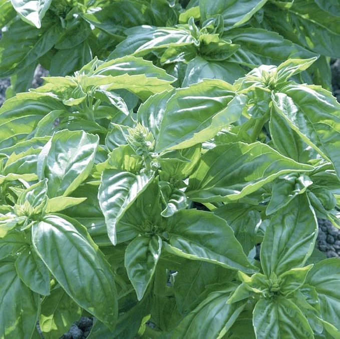 Burpee Genovese Basil Seeds 400 seeds