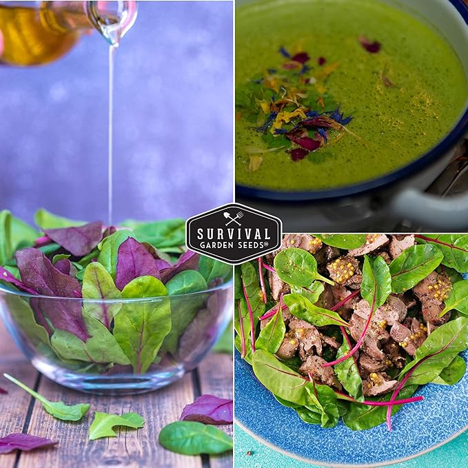 Survival Garden Seeds - Rainbow Swiss Chard Seed for Planting - 5 Packs with Instructions to Plant and Grow Colorful Stalked Vegetable Greens in Your Home Vegetable Garden - Non-GMO Heirloom Variety