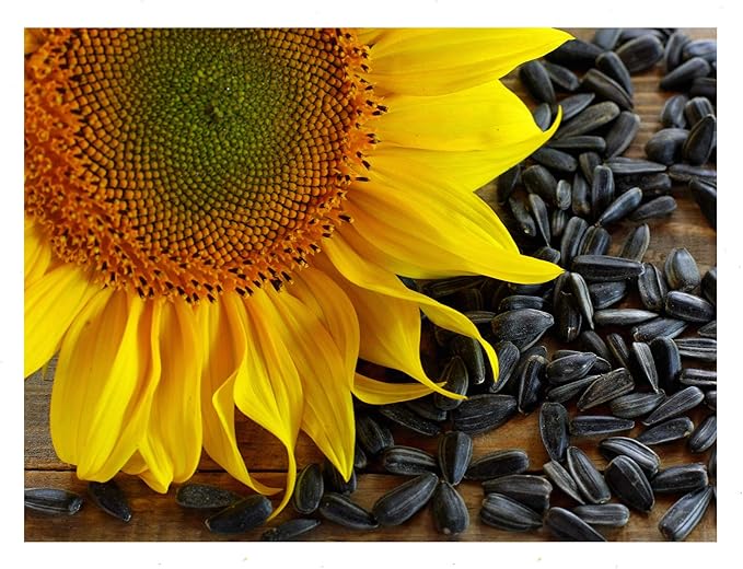 Black Oil Sunflower Flower Seeds for Planting, 150+ Flower Seeds Per Packet, (Isla's Garden Seeds), Non GMO & Heirloom Seeds, Scientific Name: Helianthus annuus, Great Flower Garden Gift
