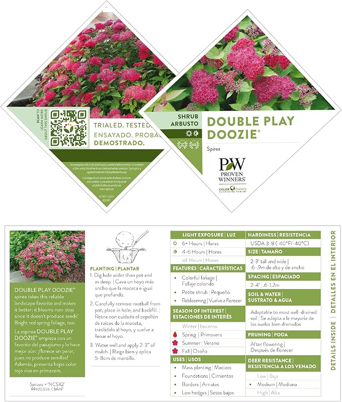 2 Gallon Proven Winners Spirea Double Play Doozie Shrub