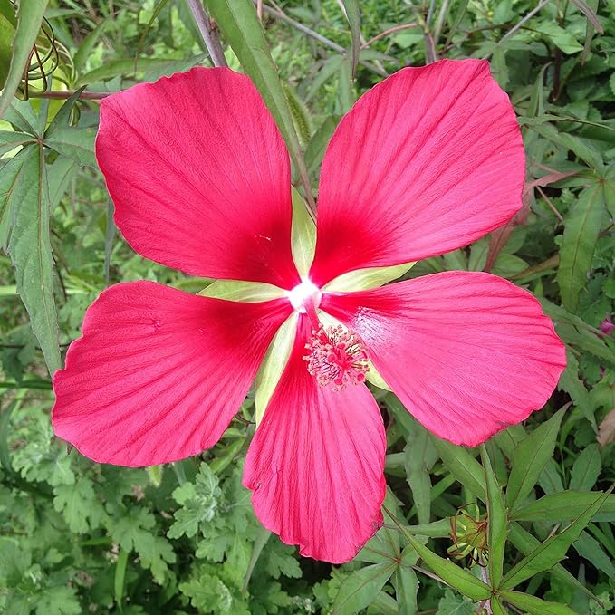 Texas Star Hibiscus Seeds Hibiscus Coccineus Tolerate Wet Soil Attract Pollinators Large Showy Flowers Patio Garden Outdoor 15Pcs Flower Seeds by YEGAOL Garden