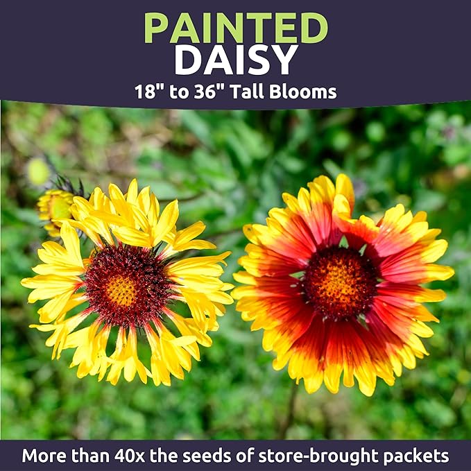 Painted Daisy - Bulk 1/4 Pound Pouch - 40,000 Flower Seeds for Planting - Tanacetum coccineum