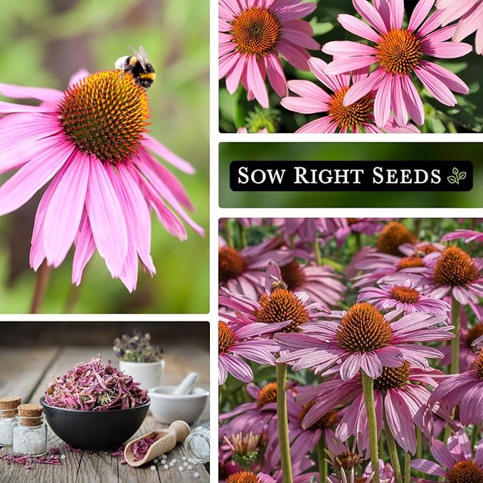 Sow Right Seeds - Purple Coneflower/Echinacea Flower Seeds for Planting - Non-GMO Heirloom - Plant for an Herbal Tea Garden - Attract Pollinators - Great Cut and Come Back Flower (4)